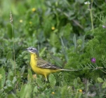 Bergeronnette-printaniere-DSC 3041