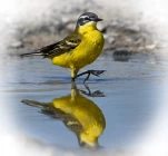 Bergeronnette-printaniere-DSC 9354