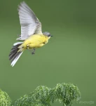 Bergeronnette-printaniere-DSC 3134-2