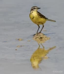 Bergeronnette-printaniere-DSC 6228