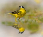 Bergeronette-printaniere-DSC 7303-reflet