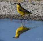 Bergeronnette-printaniere-DSC 0303