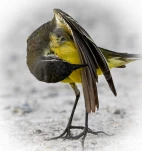 Bergeronette-printaniere-DSC 6746