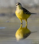 Bergeronnette-printaniere-DSC 4103-2