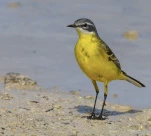 Bergeronnette-printaniere-DSC 6533