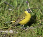 Bergeronnette-printaniere-DSC 2655-2-2