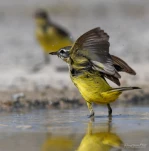 Bergeronnette-printaniere-DSC 6810