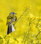 Bergeronnette-printaniere-DSC 3804