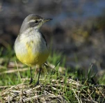 Bergeronnette-printaniere-DSC 0212