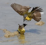 Bergeronnette-printaniere