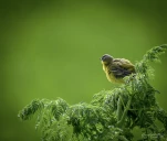 Bergeronnette-printaniere-DSC 3208