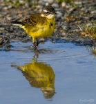 Bergeronnette-printaniere-DSC 1191