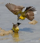 Bergeronnette-printaniere-insolite-6247