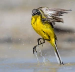 Bergeronnette-printaniere-DSC 2522