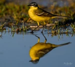 Bergeronette-printaniere-DSC 9062-reflet