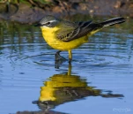 Bergeronnette-printaniere-DSC 2728-2