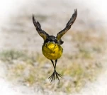 Bergeronnette-printaniere-DSC 4875