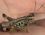sauterelle-sur-une-main