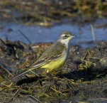 Bergeronnette-printaniere-DSC 0178