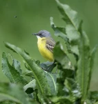 Bergeronnette-printaniere-DSC 3011