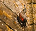 Tichodrome-echelette-DSC 2615