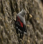 Tichodrome-echelette-Z09 0010