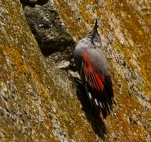 Tichodrome-echelette-DSC 7859