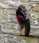 Tichodrome-echelette-DSC 1832