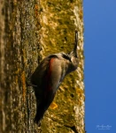 Tichodrome-echelette-DSC 2852