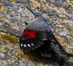 Tichodrome-echelette-DSC 0477-gp