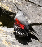 Tichodrome-echelette-Z09 7133