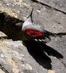 Tichodrome-echelette-Z09 7134