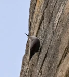 Tichodrome-echelette-Z09 5931-2