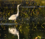 Lac-de-Grand-Lieu-aigrette-garzette-DSC 7881