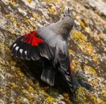 Tichodrome-echelette-DSC 5814