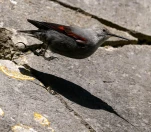 Tichodrome-echelette-Z09 7216