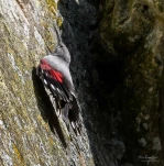 Tichodrome-echelette-Z09 5654