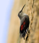 Tichodrome-echelette-Z09 5785-2