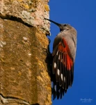 Tichodrome-echelette-DSC 2589