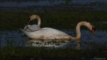 Lac-de-Grand-Lieu-cygne-turbecule-5835