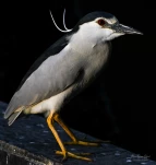 Lac-de-Grand-Lieu-Bihoreau-gris-DSC 2203-3-2