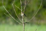 nalliers-pipit-DSC 2449