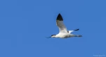 avocette-DSC 8222