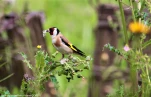 chardonneret-dans-les-chardons