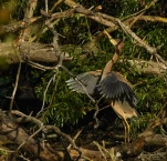 Lac-de-Grand-Lieu-Heron-pourpre-DSC 9471-insolite