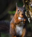 Ecureuil-roux-DSC 5446-2-2