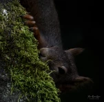 Ecureuil-roux-DSC 5633-3