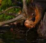 Ecureuil-roux-DSC 1963