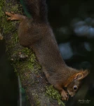 Ecureuil-roux-DSC 0517