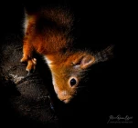 Ecureuil-roux-DSC 1161